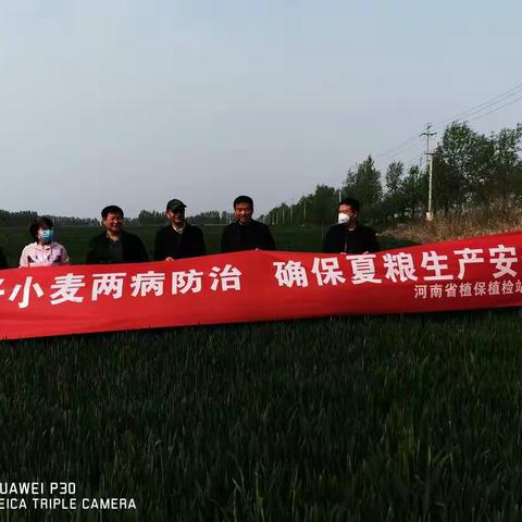 省“两病一寒”小麦技术指导专家组到我市检查指导小麦条锈病、赤霉病监测防控工作