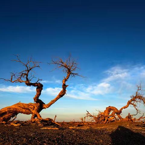 胡杨，生命的赞歌