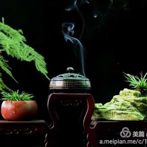 我的菖蒲之照