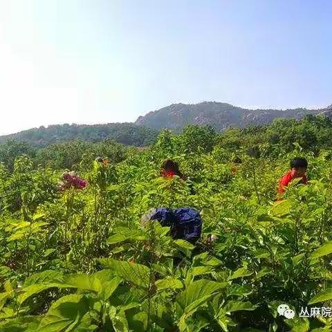 丛麻院桑葚采摘火爆开园