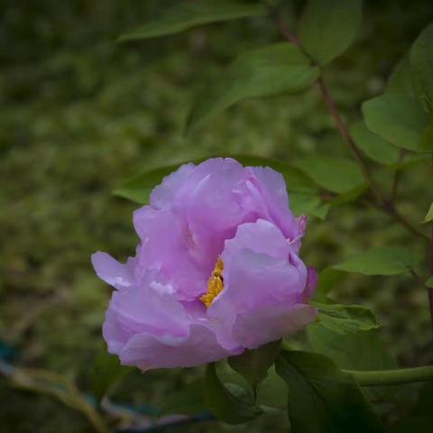 天下真花独牡丹