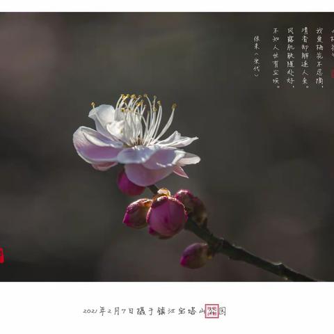 又是一年梅花季