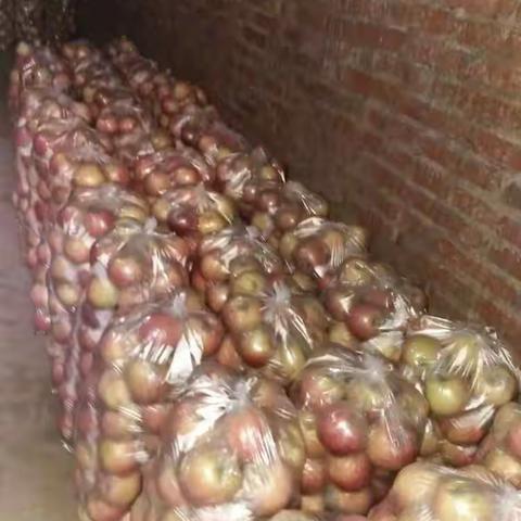 高原红富士苹果