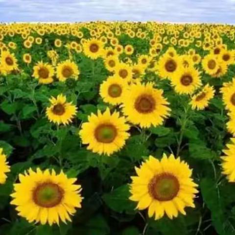 🌻🌻给102班向日葵🌻中队的孩子们的一封信❤️❤️❤️