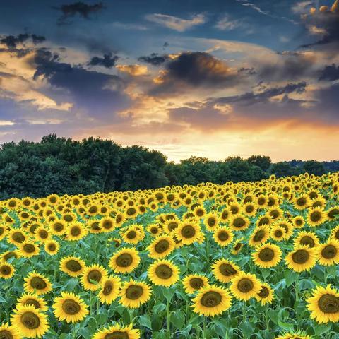 开学啦！👏👏🤗🤗🌞太阳当空照，花儿对我笑……爱学习，爱劳动，长大要为人民立功劳！👍🌻