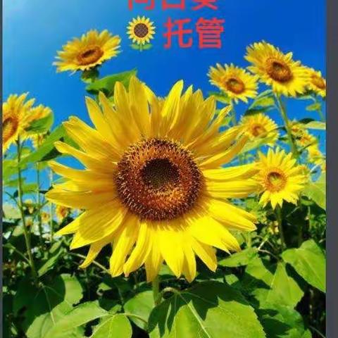 向日葵🌻家庭式托管中心开始招生啦！！！！