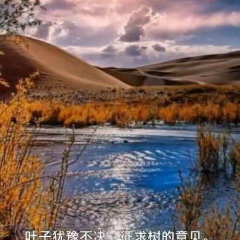 风在追求叶子，承诺要带叶子去看外面精彩世界