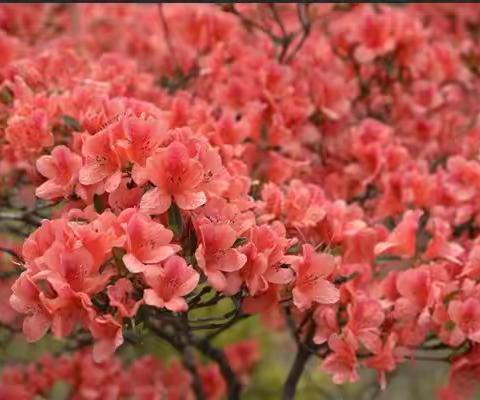 醉美杜鹃花