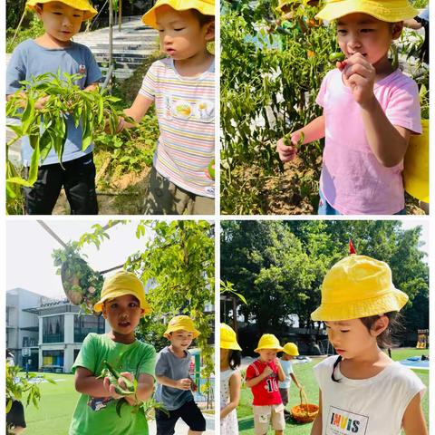 中一班🌱种植区