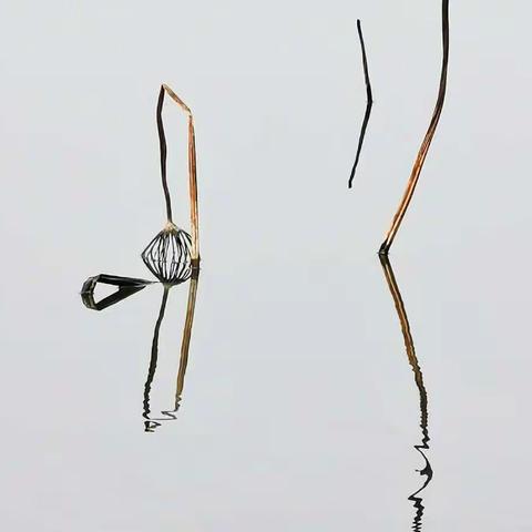 姹紫嫣红中，我独看枯荷