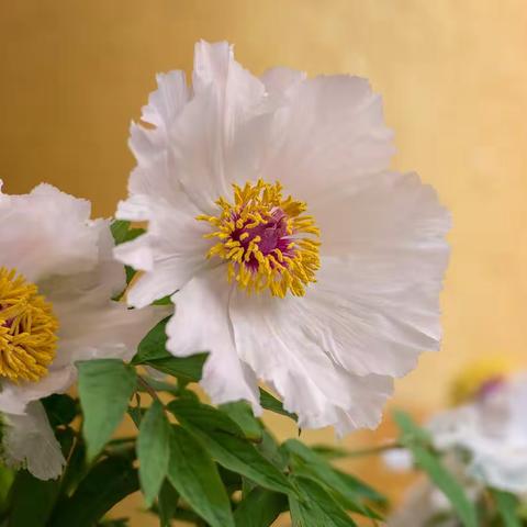 国色天香唯牡丹