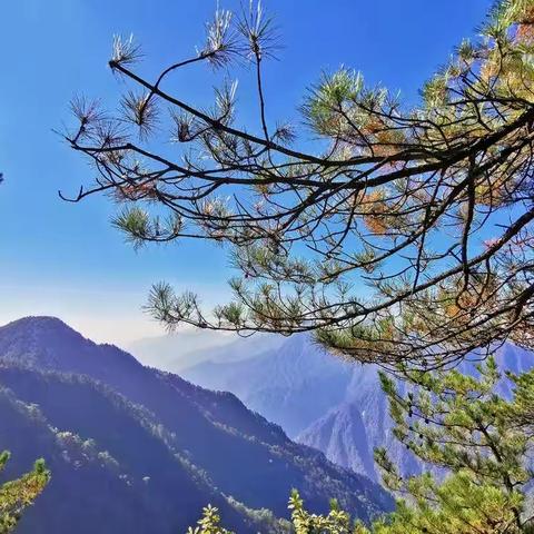 羊狮慕，叫我如何不思慕