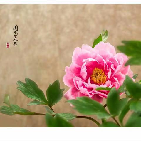 那些年，我拍的花儿