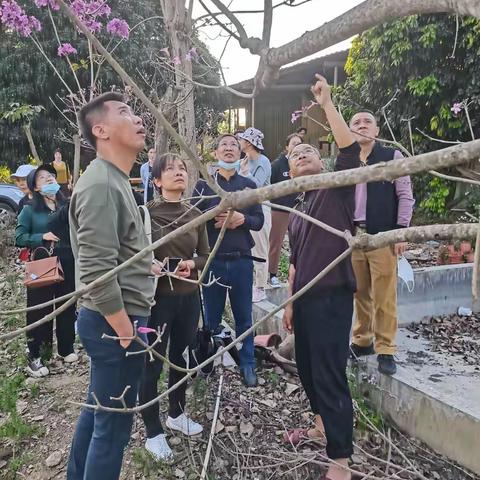 市绿化处副处长范冰同志带队调研学习紫花风铃木嫁接调控花期技术