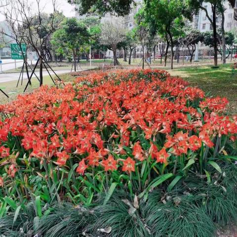 道路绿化监管中心做好疫情防控及绿地养护管理工作