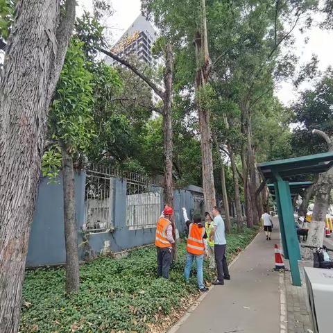 市绿化处黄毅副处长带队开展防汛备汛安全检查工作