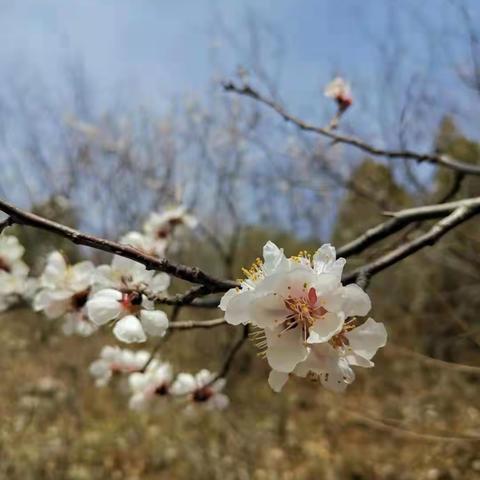 大步向前，永攀高峰——白羊峪长城游记