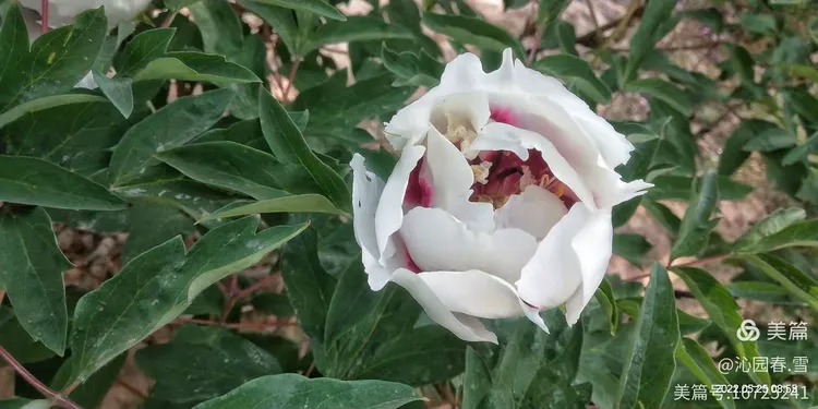 芍药苗价格电话