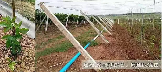 特大种石榴苗价格多少