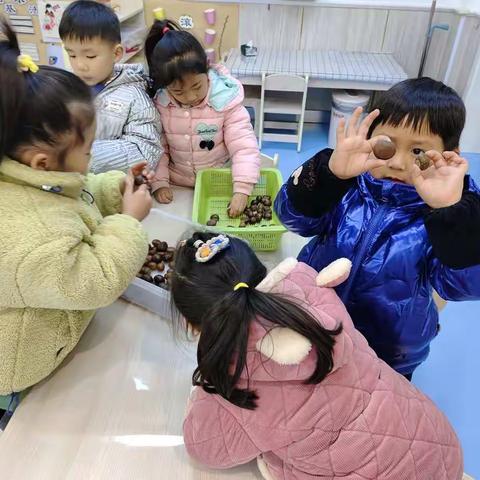 芜湖市雍南幼儿园中三班班本课程——冬日，遇见板栗