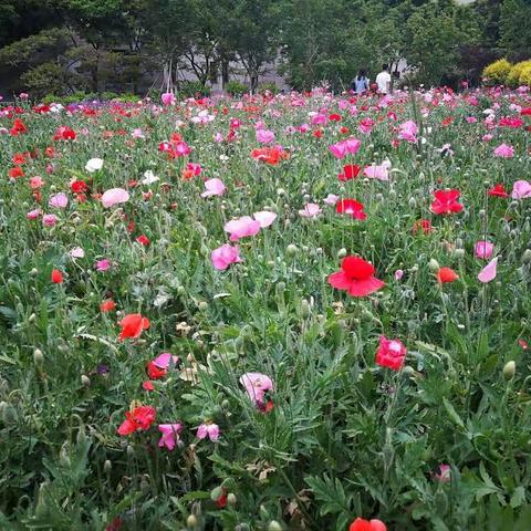 小绘本，大世界；微课堂，大收获！——湖南省2016小学青年精英教师第六次培训（六）
