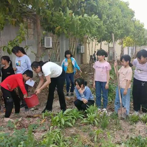 新桥镇化山小学劳动教育之黄瓜移植