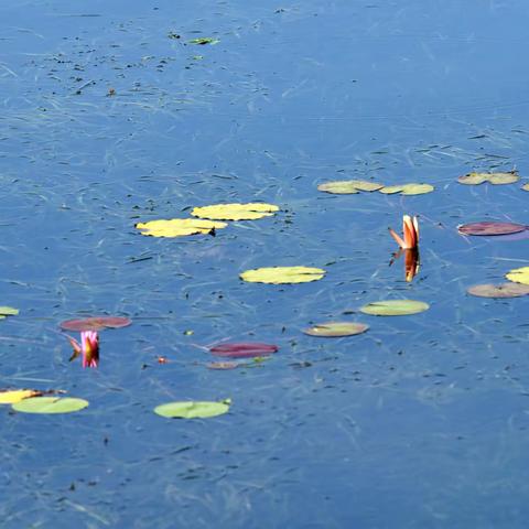 玄武湖的荷