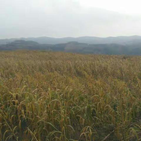 学习十九大，扶贫先扶路