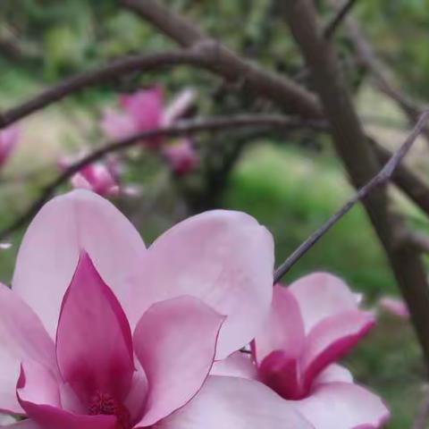 春暖花开日，幸福教研时