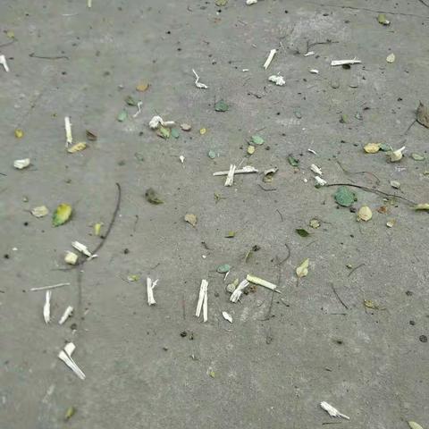 文昌市湖山溪尾小学环境整治情况