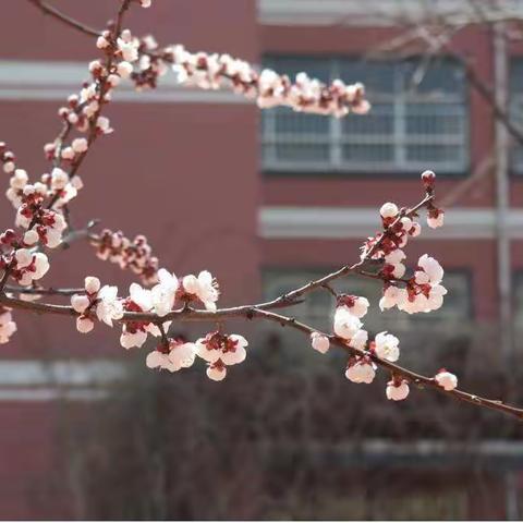 （开学准备）繁花似锦迎春来                        不负韶华备开学——临沂第二十中学开学准备（八年级二分部）