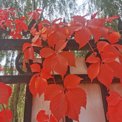 五中秋色深，秋景美诗画