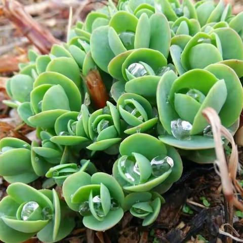 风景这边独好                              ——我的“语文主题学习”之路