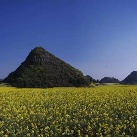 罗平油菜花行一一202103