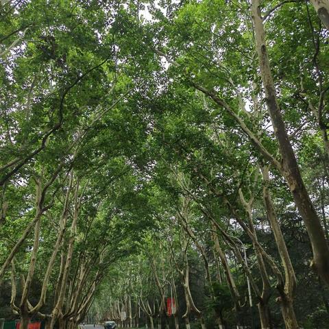 跟阅野户外穿行紫金山
