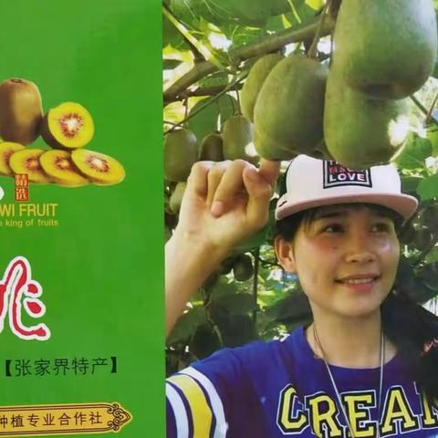 上河溪的红心猕猴桃熟了