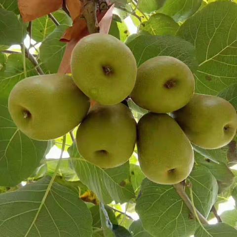 醉美果王❤💚猕猴桃