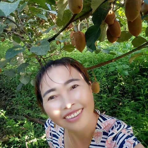 上河溪的奇异果～❤红心猕猴桃～💚绿心猕猴桃