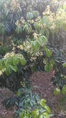 美美的开花  稳稳的座果
