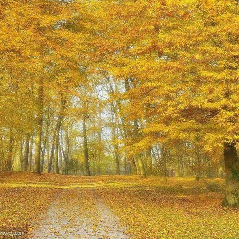 踏秋的景色真美