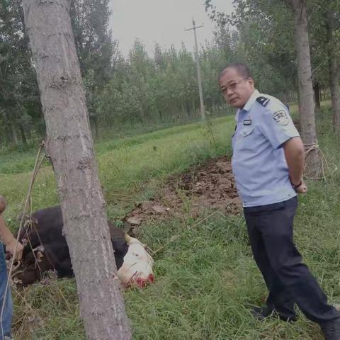 新乐市局特巡警大队击毙一头疯牛