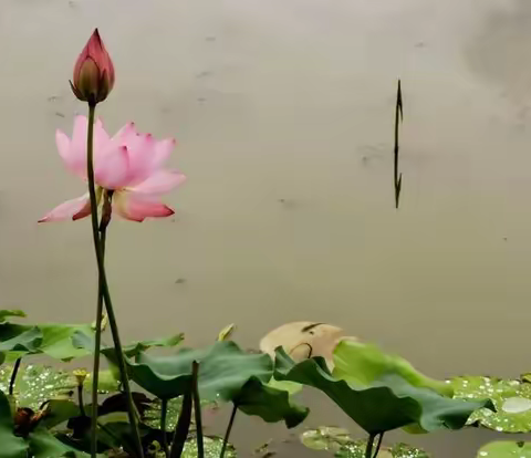 雨后赏莲（张惠芳）