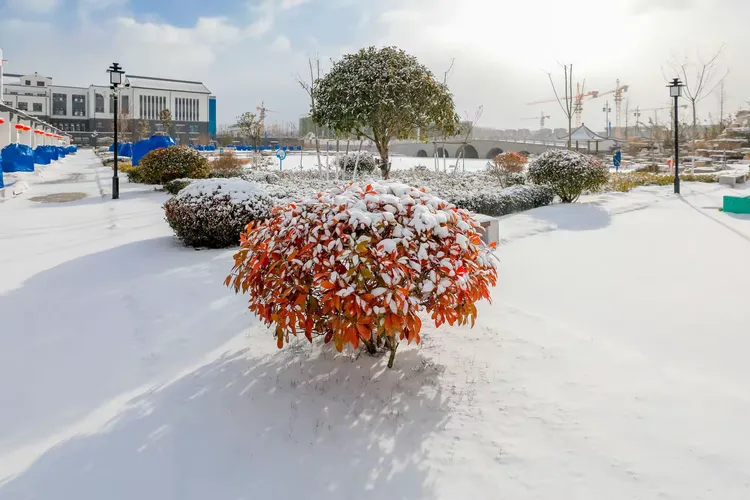 桃园东方雪景