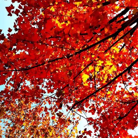 冬无情枫有意，尽在枫叶炫红时