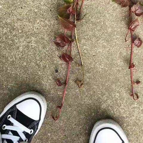 那些花草丛生的日子——63号花园