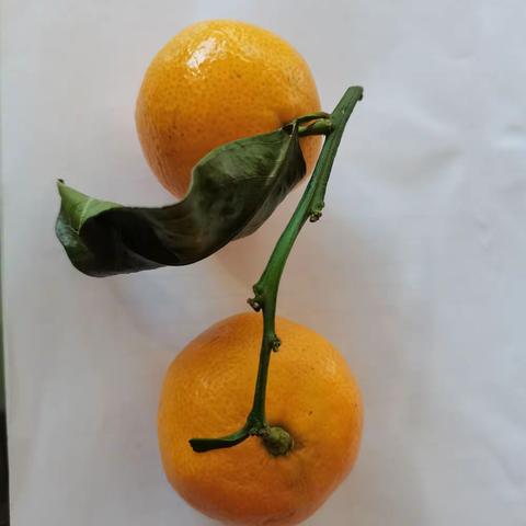 🌹霜降.秋桔🌹（诚联农贸市场.2022.10.23.）