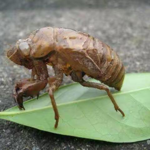 我的昆虫世界