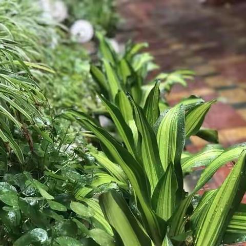 实验小学低年级阳光课程