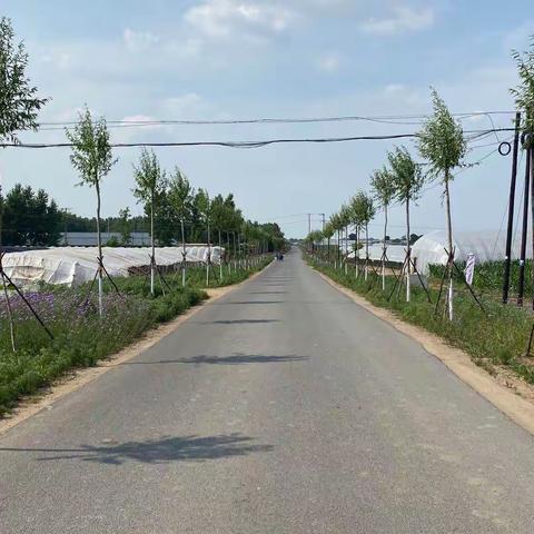 龙沙区2020年绿化工作亮点