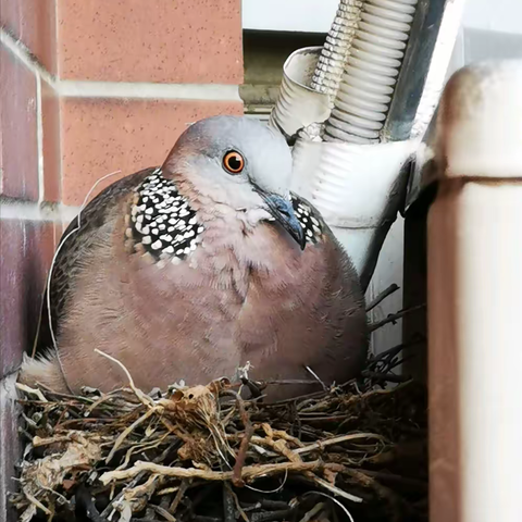 见证伟大的母爱